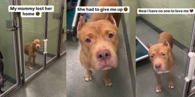 Surrendered Shelter Dog’s Longing Eyes Look for Her Forever Home