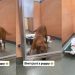 Shelter Dog Gets a Rare ‘Second Chance’ Only for Her to Wait All Over Again
