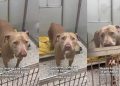 Shelter Dog on ‘Borrowed Time’ Can’t Hide Her Joy When Someone Stops To Greet Her