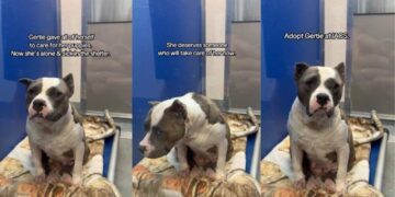 Shelter Dog Dedicated Herself to Care for Her Puppies, but Waits for Her Chance