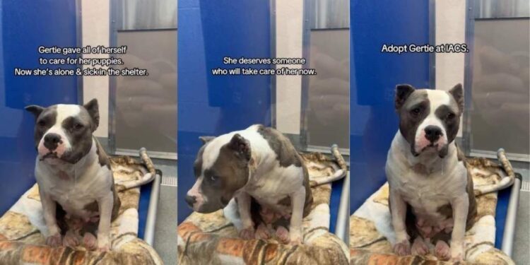 Shelter Dog Dedicated Herself to Care for Her Puppies, but Waits for Her Chance