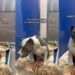 Shelter Dog Dedicated Herself to Care for Her Puppies, but Waits for Her Chance