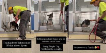 Shelter Dog Gets a Mere 10-Minute Respite From His Tiny Kennel Every Single Day