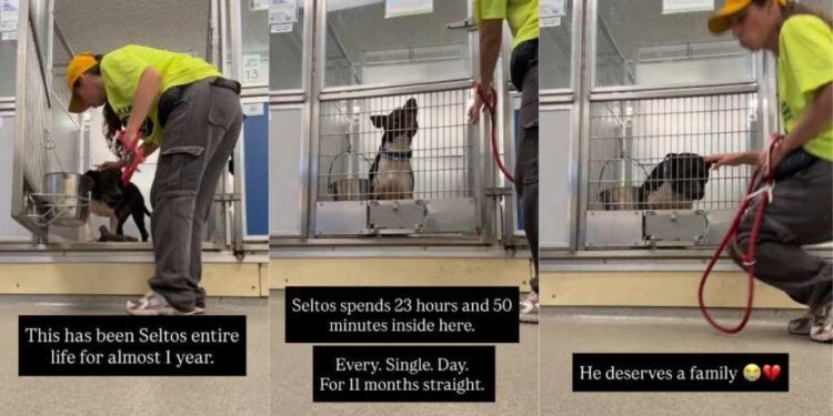 Shelter Dog Gets a Mere 10-Minute Respite From His Tiny Kennel Every Single Day