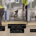 Shelter Dog Gets a Mere 10-Minute Respite From His Tiny Kennel Every Single Day