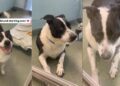 Dog Found as Stray Returns to the Same Shelter He Was Adopted From Years Ago