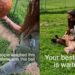 Rescue Dog Used To Play Alone Until Human Changed Everything, but His Journey Isn’t Over Yet