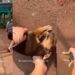 Stray Pup Just Wants Belly Rubs, & What She Does Next Proves She Loves Humans