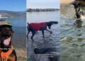 Dog Proves Sometimes All We Need to Face Our Fears Is a Little Time