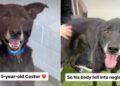 Service Dog Ends up at Shelter Waiting for a Home After Life Takes an Unexpected Turn
