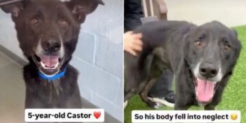 Service Dog Ends up at Shelter Waiting for a Home After Life Takes an Unexpected Turn
