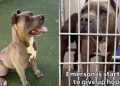 Shelter Dog Is Giving Up on Finding a Home & Only a Miracle Can Save Him