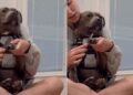 Human Adopts ‘Aggressive’ Shelter Dog on the Clock, Now He Sits in Her Lap Like a Baby