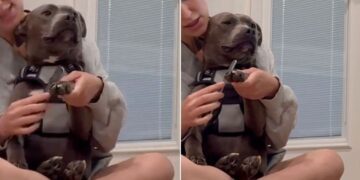 Human Adopts ‘Aggressive’ Shelter Dog on the Clock, Now He Sits in Her Lap Like a Baby