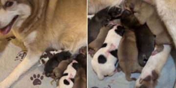 Mama Dog’s Newborn Babies & Their Tiny Squeaks Suddenly Become Her Entire World