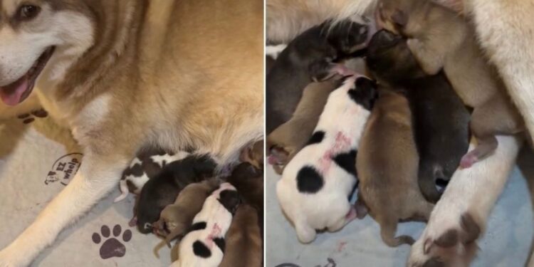 Mama Dog’s Newborn Babies & Their Tiny Squeaks Suddenly Become Her Entire World