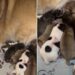 Mama Dog’s Newborn Babies & Their Tiny Squeaks Suddenly Become Her Entire World