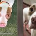 New Shelter Dog Found Shaking in Her Kennel Gets the Best News She Could Hope For