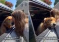 Golden Retriever Turns Into a Baby While Bidding Farewell to Grandma