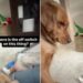 Golden Retriever Can’t Quite Figure Out the New Baby but Decides to Give It a Try