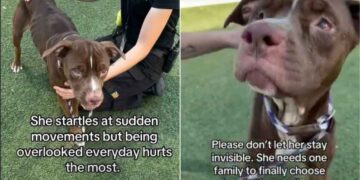 Shelter Dog Waits in Her Kennel, ‘Invisible’ to People Who Walk Past Her
