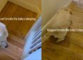 Dog Understands When He’s Told To Be Quiet as the Baby Sleeps & Knows Exactly What To Do