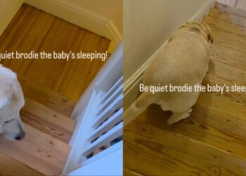 Dog Understands When He’s Told To Be Quiet as the Baby Sleeps & Knows Exactly What To Do