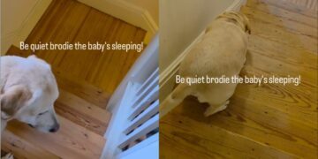 Dog Understands When He’s Told To Be Quiet as the Baby Sleeps & Knows Exactly What To Do