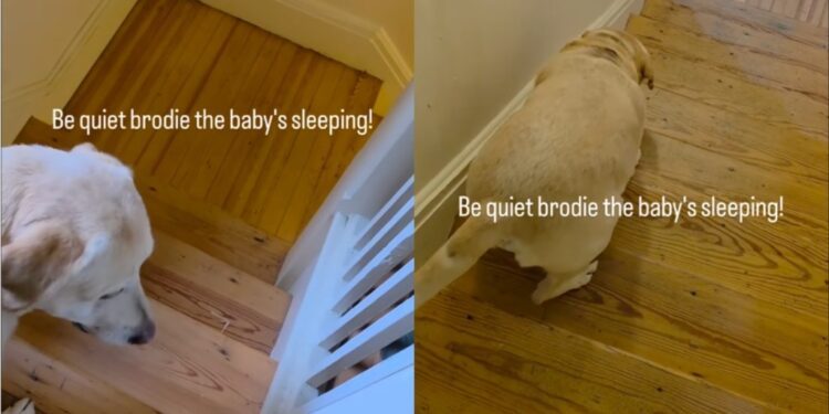 Dog Understands When He’s Told To Be Quiet as the Baby Sleeps & Knows Exactly What To Do