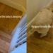 Dog Understands When He’s Told To Be Quiet as the Baby Sleeps & Knows Exactly What To Do
