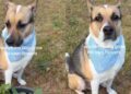 Dog Grows His Own Plants Like They’re His Babies, With a Little Help From Human