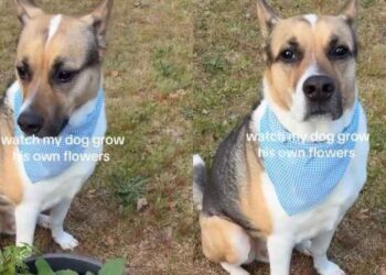 Dog Grows His Own Plants Like They’re His Babies, With a Little Help From Human