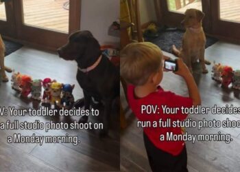 Dogs Understand Toddler in a Way Nobody Else Would & It Shows