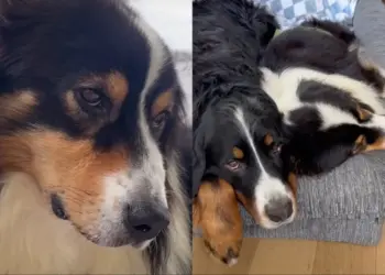 Foster Dog Was Restless After Treatment Until Another Dog Knew Exactly How To Comfort Him