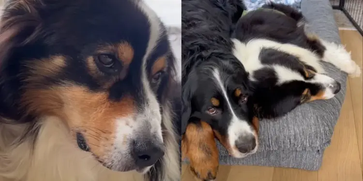 Foster Dog Was Restless After Treatment Until Another Dog Knew Exactly How To Comfort Him