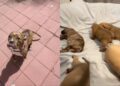 Mama Rescue Dog Leaves Behind Her Babies To Spend Time With Human & Lets Her Guard Down