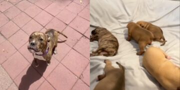 Mama Rescue Dog Leaves Behind Her Babies To Spend Time With Human & Lets Her Guard Down