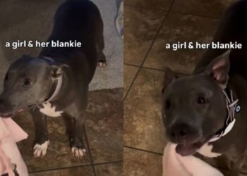 Rescue Dog Finds Comfort in Her Blanket, Chewing on It Like It Means the World