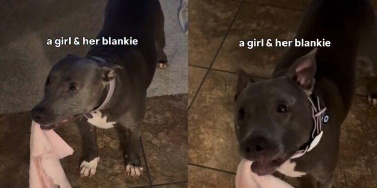 Rescue Dog Finds Comfort in Her Blanket, Chewing on It Like It Means the World