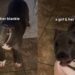 Rescue Dog Finds Comfort in Her Blanket, Chewing on It Like It Means the World