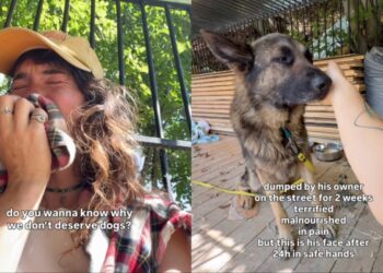 Human Finds ‘Terrified’ Rescue Dog Dumped on the Street, Only To Be Left in Tears