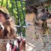 Human Finds ‘Terrified’ Rescue Dog Dumped on the Street, Only To Be Left in Tears