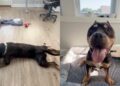 Rescue Dog Once a Stray Chooses the Floor Over the Bed & Makes Human Realize the Sad Truth