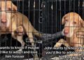 Shelter Dog Desperately Wants Out of Crate, Yearning for a Home Where He Can Finally Be Free