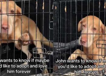Shelter Dog Desperately Wants Out of Crate, Yearning for a Home Where He Can Finally Be Free