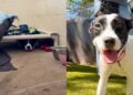 Shelter Dog Sees Human Visit Her Kennel & Crawls Under the Bed, Terrified of What Comes Next
