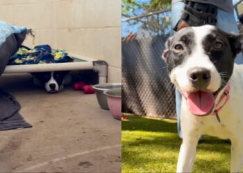 Shelter Dog Sees Human Visit Her Kennel & Crawls Under the Bed, Terrified of What Comes Next