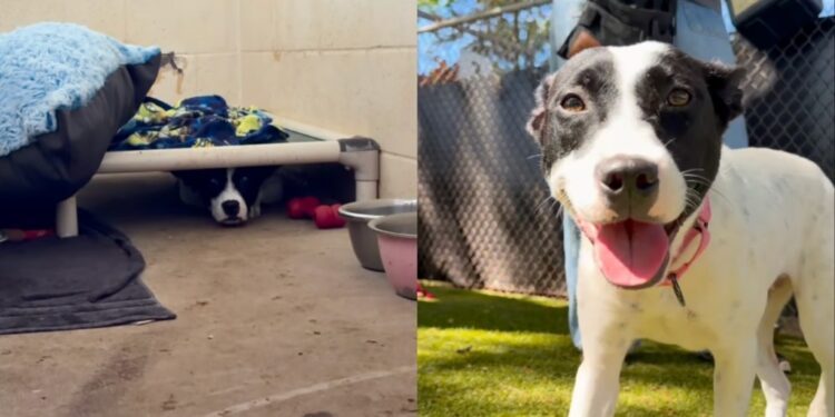 Shelter Dog Sees Human Visit Her Kennel & Crawls Under the Bed, Terrified of What Comes Next