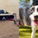 Shelter Dog Sees Human Visit Her Kennel & Crawls Under the Bed, Terrified of What Comes Next