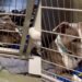 Shelter Dog Wonders Why He’s Still Waiting in a Kennel, Shows Human What Giving up Looks Like
